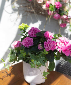 Äitienpäiväistutus Hortensia