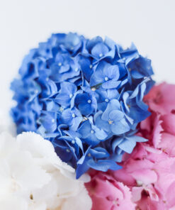 Onnitteluhortensia