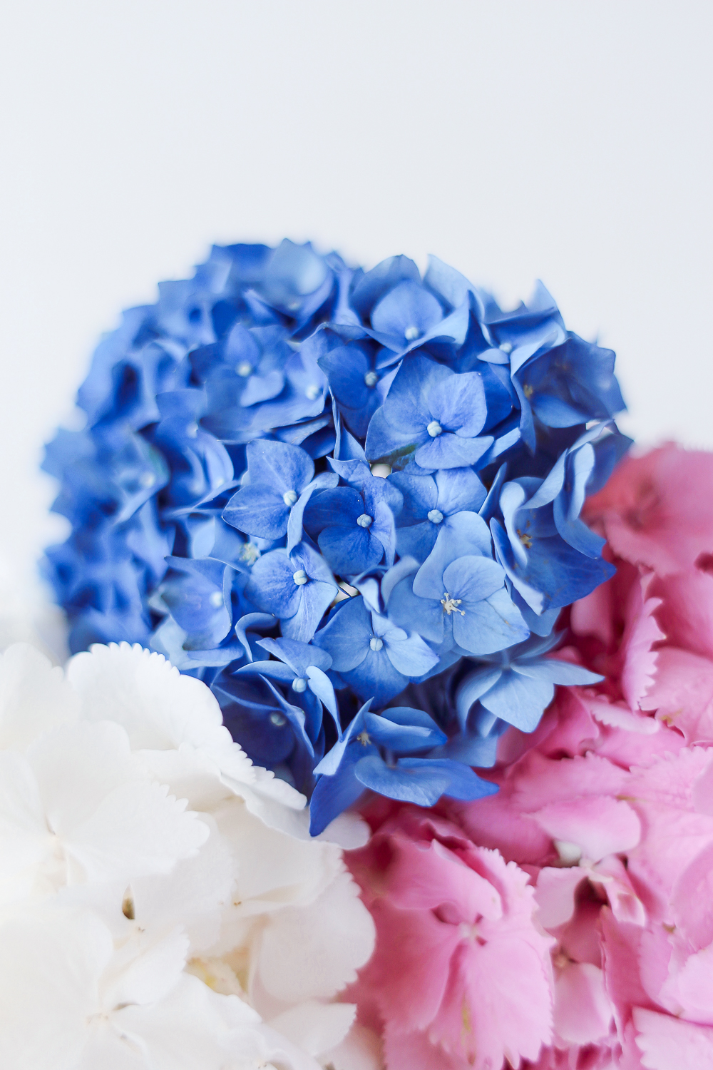Onnitteluhortensia