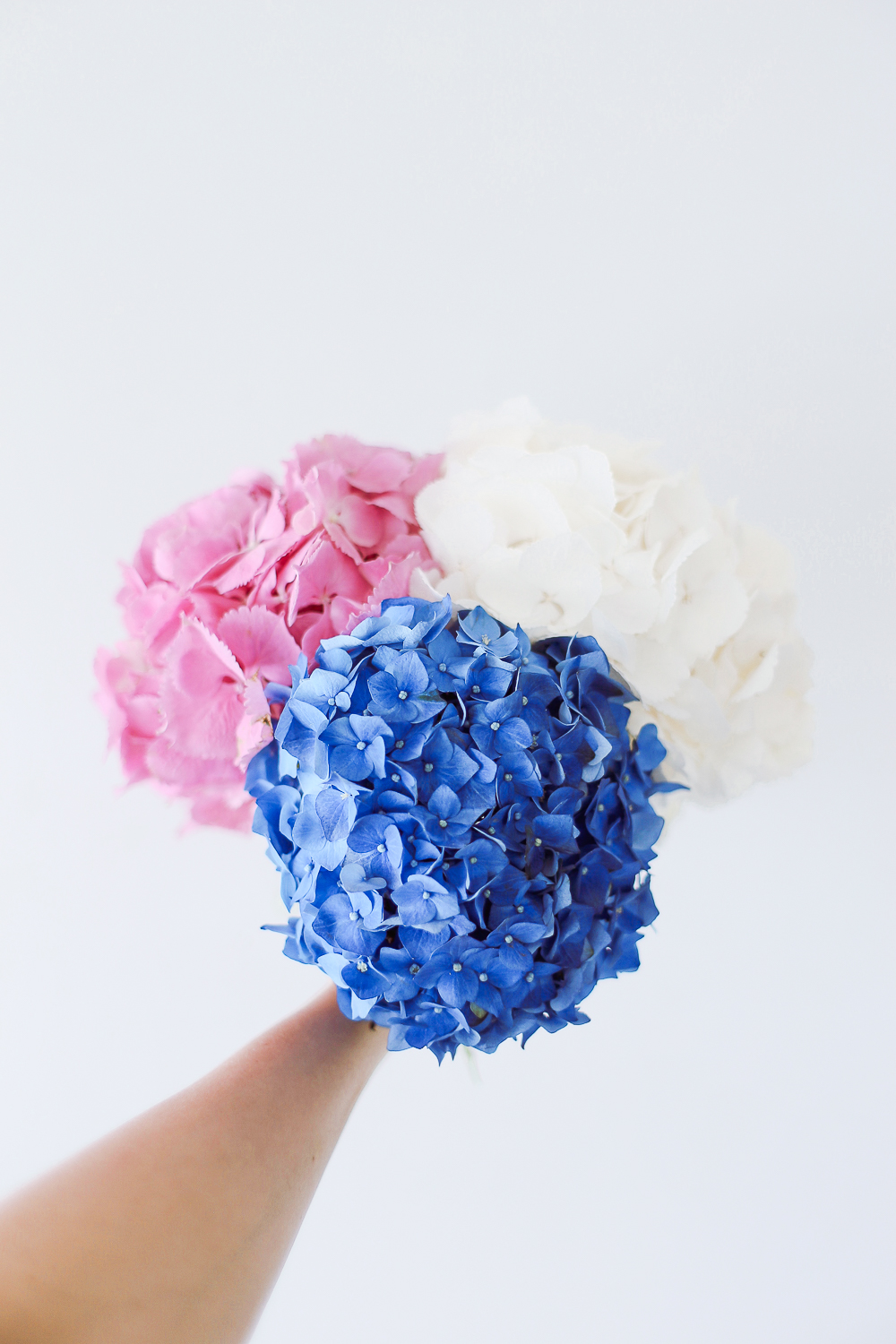 Onnitteluhortensia - Image 6