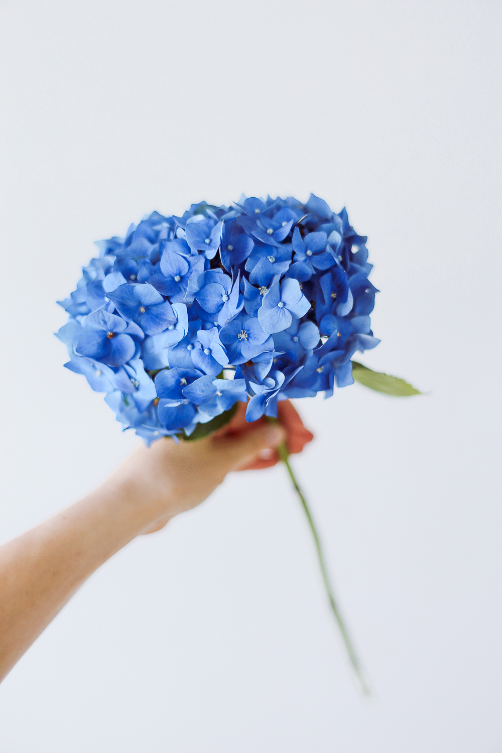 Onnitteluhortensia - Image 5