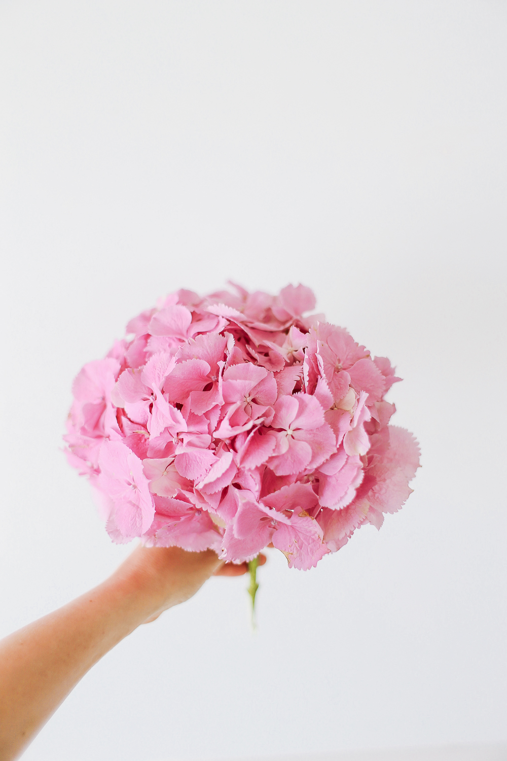 Onnitteluhortensia - Image 4