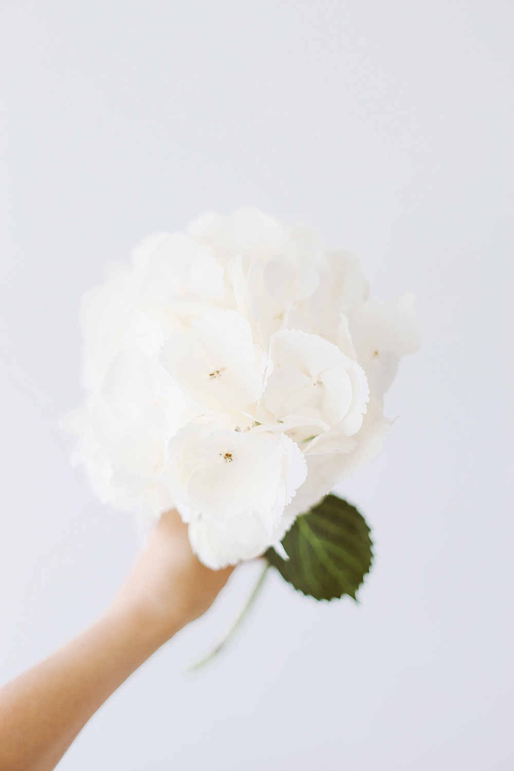 Onnitteluhortensia - Image 7