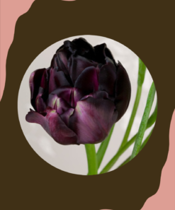 Tulppaani 'Black Hero'