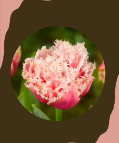 Tulppaani 'Queensland'