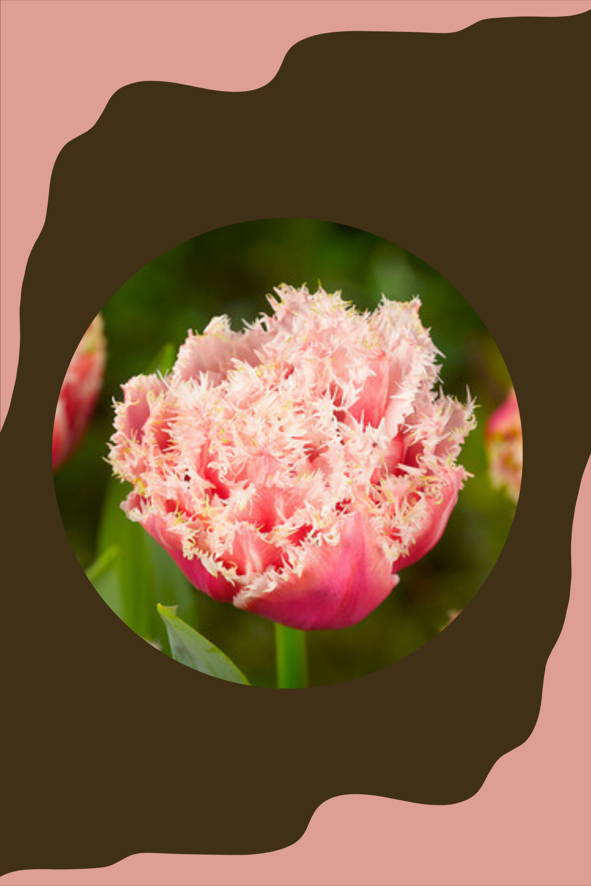 Tulppaani 'Queensland'