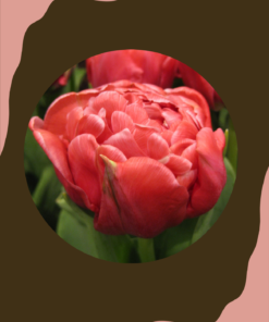 Tulppaani 'Adore'