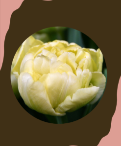 Tulppaani 'Avant Garde'