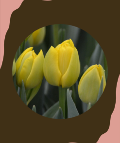 Tulppaani 'Double Trouble'