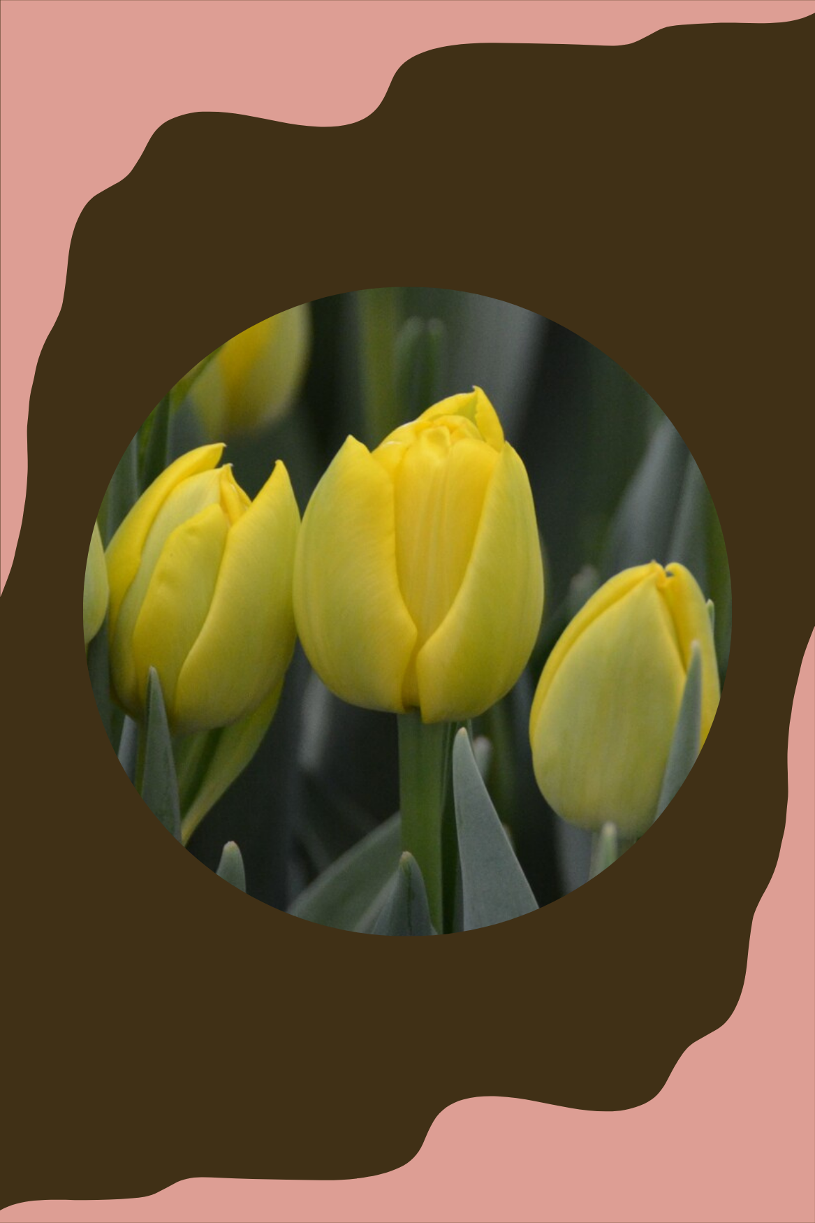 Tulppaani 'Double Trouble'