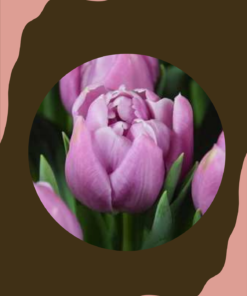 Tulppaani 'Katinka'