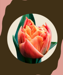 Tulppaani 'Valdivia'