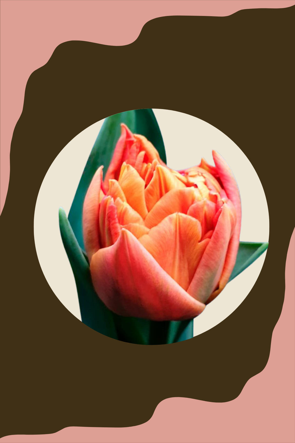 Tulppaani 'Valdivia'