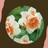 Narsissi 'Replete'