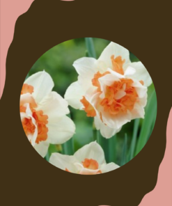Narsissi 'Replete'